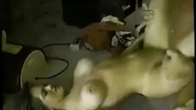 Una chica frágil y delgada se frota suavemente su grieta rosada y húmeda. Cuando su novio llegó a casa del colegio y la vio desnuda, no pudo resistirse y video porno casero latino fue a lamerle el coño.