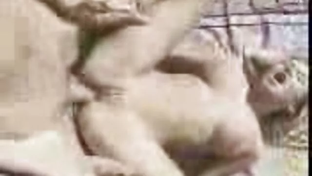 Bonita lencería y coño depilado. El sueño de xxx ispanas cualquier chico